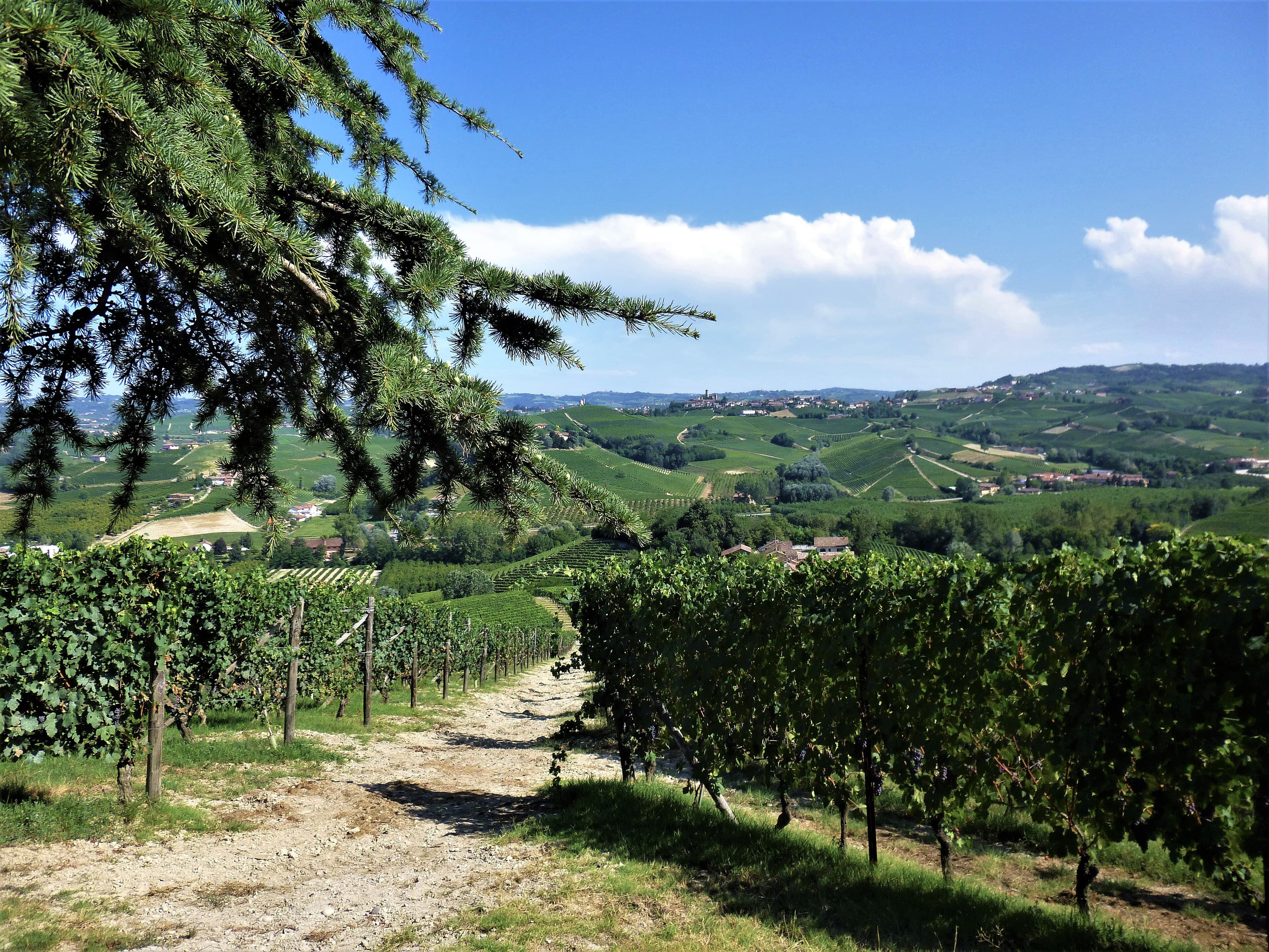 Colinas das Langhe, Piemonte